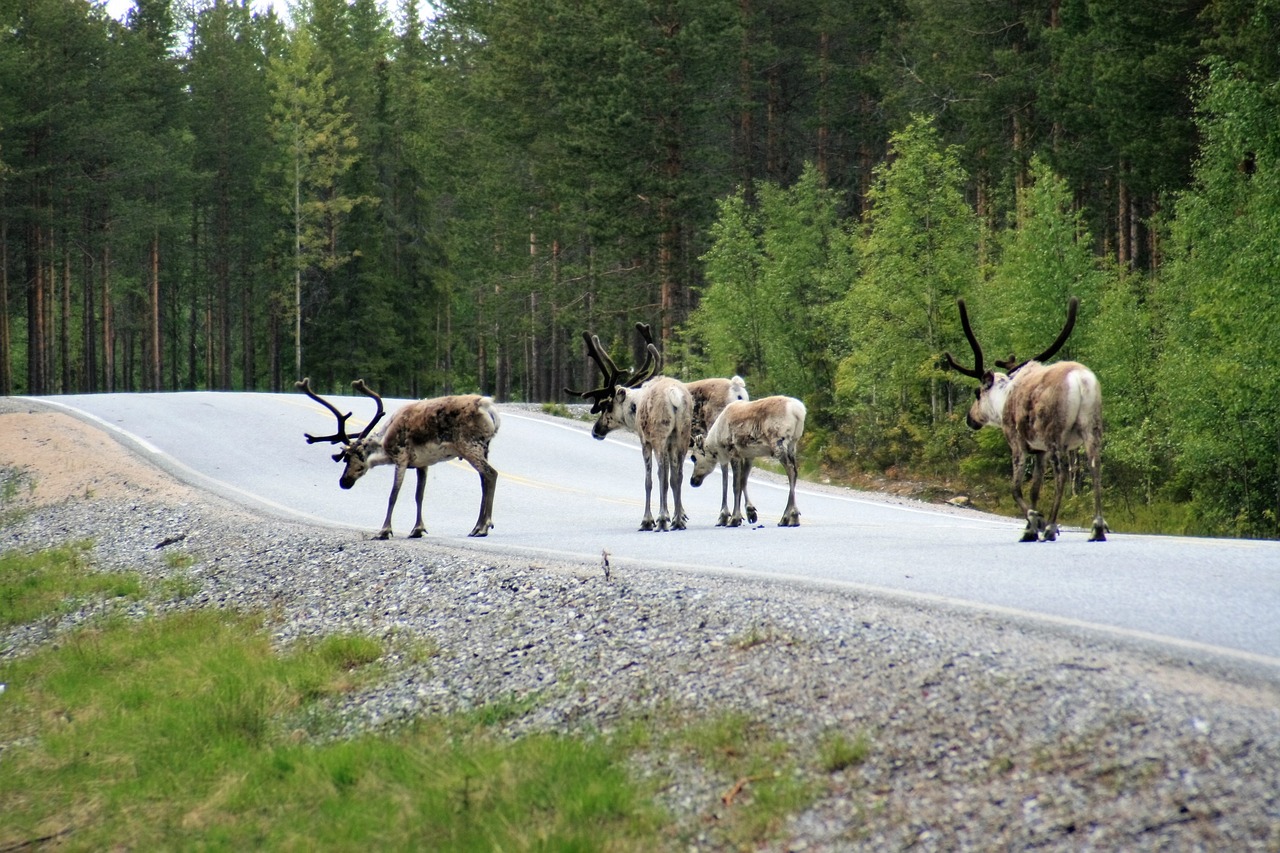 Tajga Finlandia