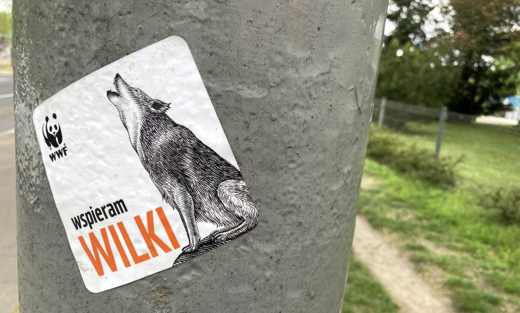 Polska zoolożka o wilkach. „Fałszywych informacji jest coraz więcej”