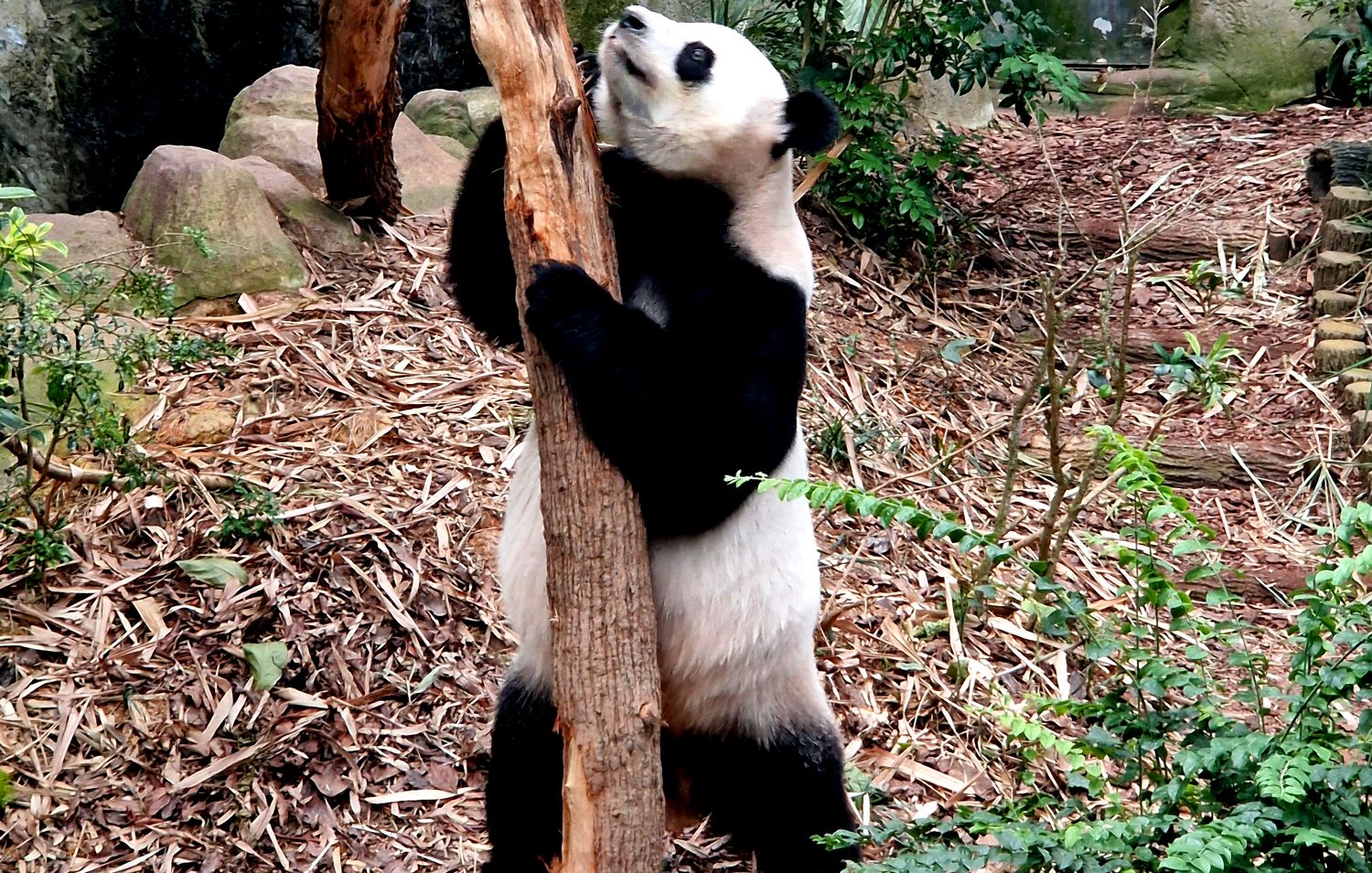 Panda wielka ewolucja Panda wielka ewolucja