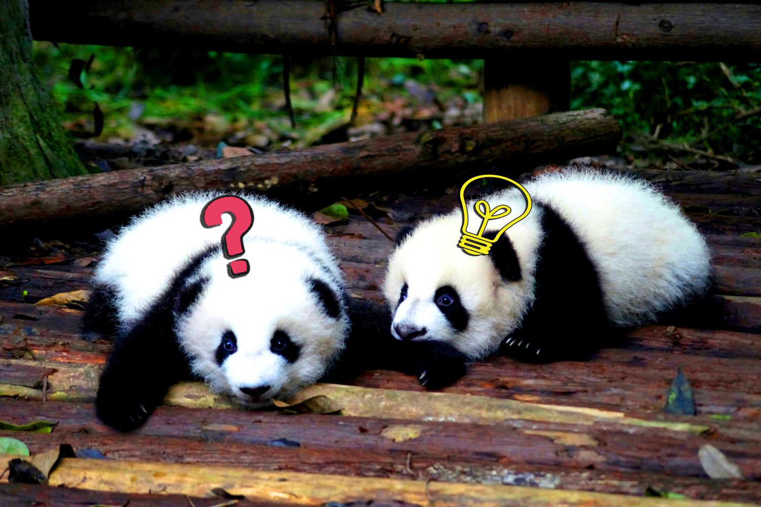 Ewolucja pandy Ewolucja pandy